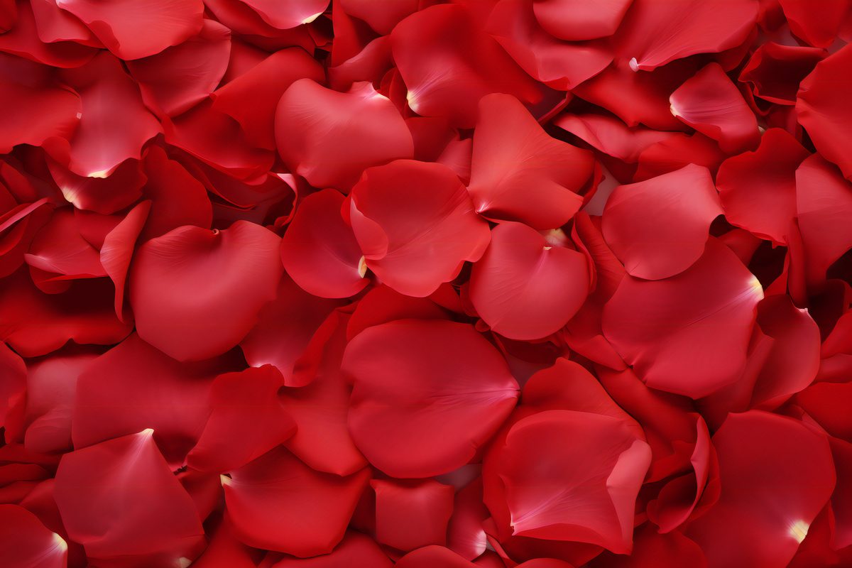 Photo of a surface covered with beautiful red rose petals