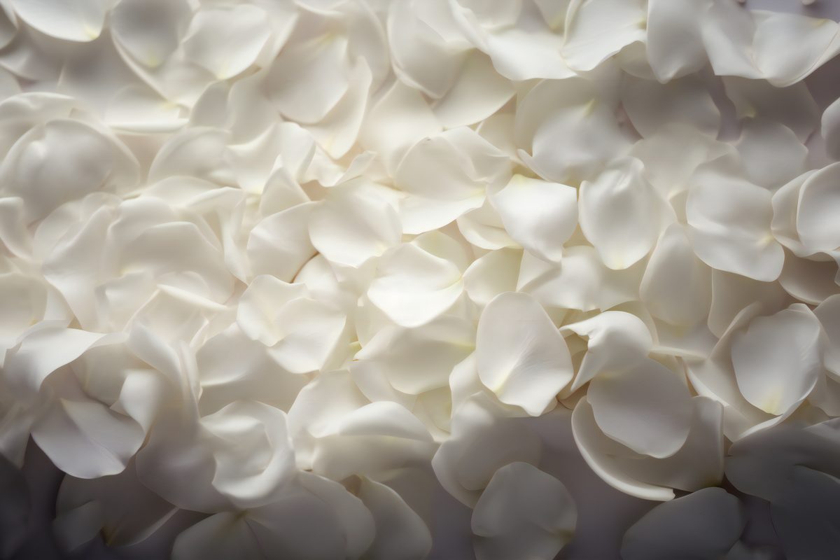 Realistic white rose petals romantic banner