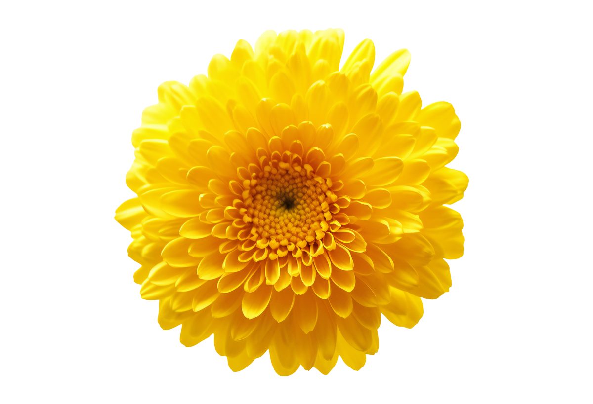 Yellow Chrisanthemus Flower isolated on White Background