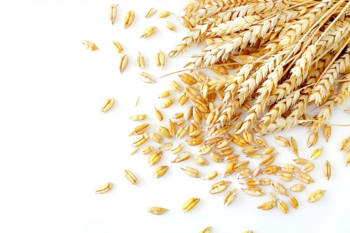 Studio Photo of Durum on White Background