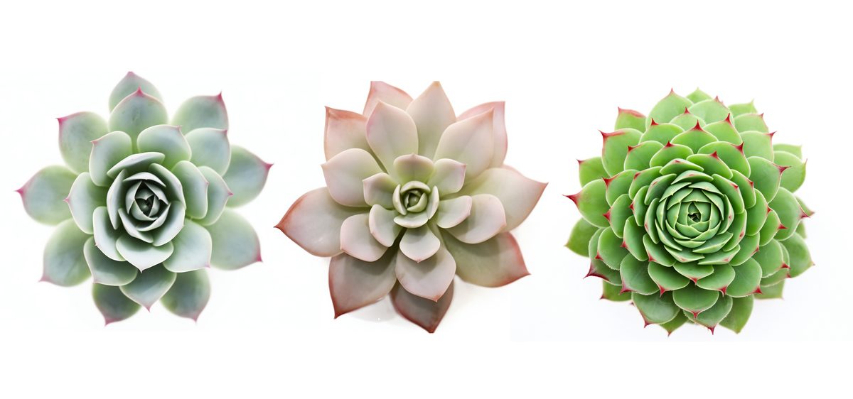 Succulent plants view from above on a white background