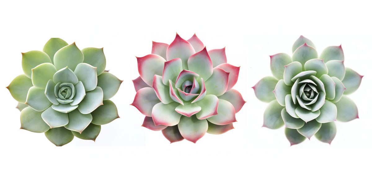 Succulent plants view from above on white background