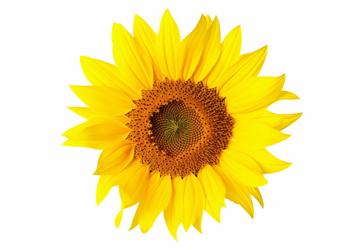 Sunflower blossom isolated on white background